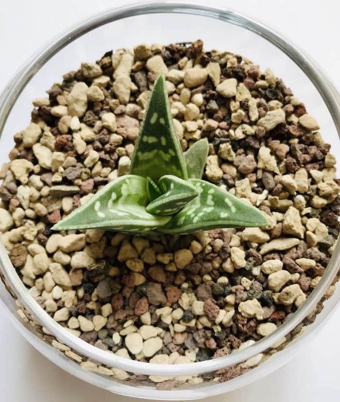 Aloe Variegata