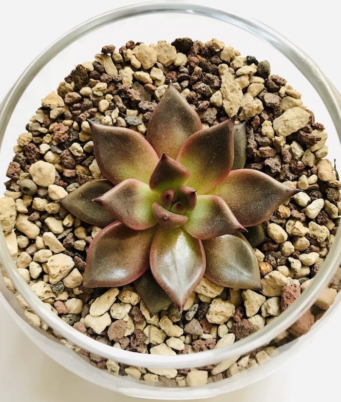 Echeveria Agavoides