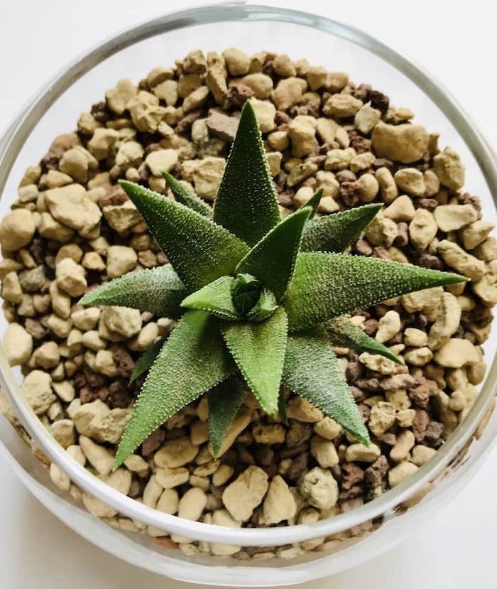 Haworthia Attenuata