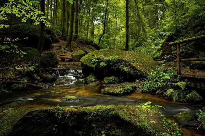 Bagno nella foresta