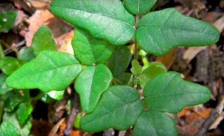 Boquila Trifoliolata: liana camaleonte