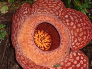 Rafflesia Arnoldii: il fiore più grande del mondo