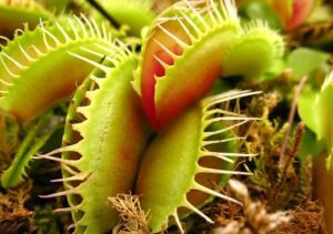I cinque sensi delle piante: il gusto