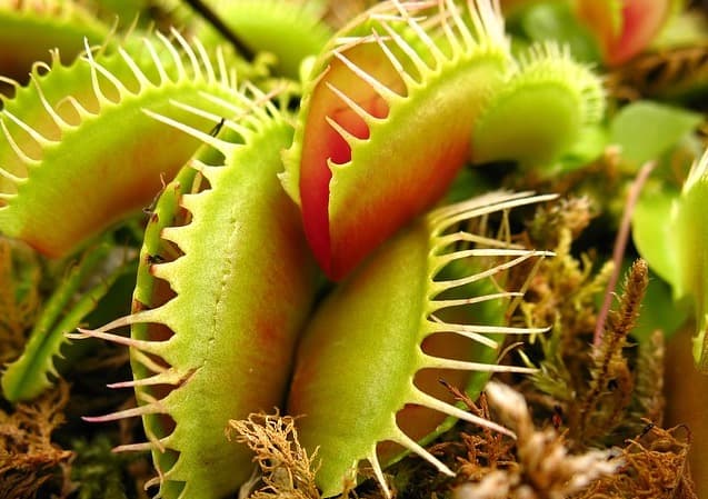 I cinque sensi delle piante: il gusto
