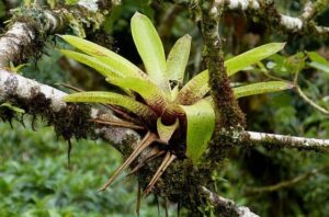 Guzmania Lingulata su un albero