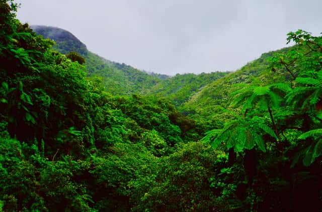 Foresta amazzonica
