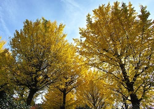 Ginkgo Biloba: alberi sopravvissuti