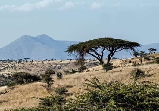 Acacia