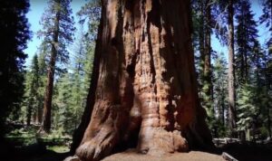 Albero più grande del mondo
