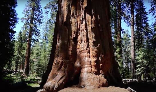 Albero più grande del mondo