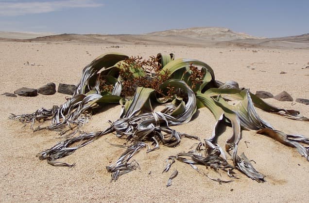 Welwitschia