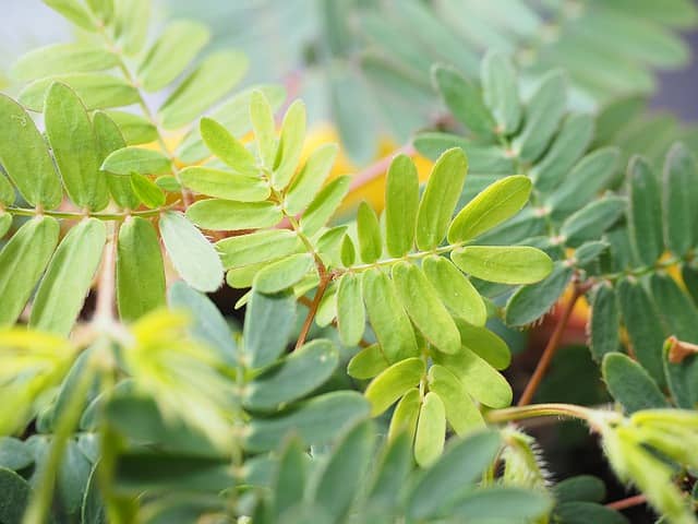 Mimosa Pudica memoria
