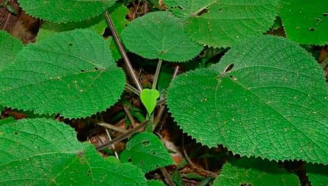 Dendrocnide Moroides: la pianta del dolore