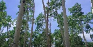 Albero più vecchio del mondo