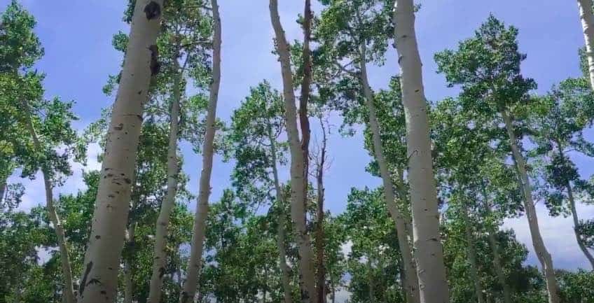Albero più vecchio del mondo