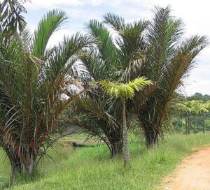 Raphia Regalis: foglia più grande del mondo