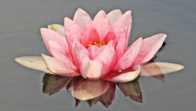 Il calore generato dai fiori: Victoria Amazonica