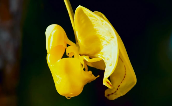 Orchidea Coryanthes