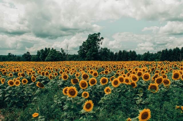 Girasole