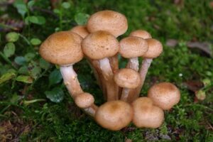 Armillaria Ostoyae: essere vivente più grande del mondo