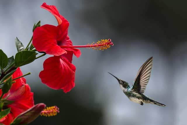 Fiore impollinatore