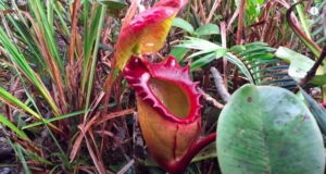 Nepenthes Rajah: pianta carnivora più grande del mondo