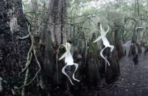 Orchidea fantasma