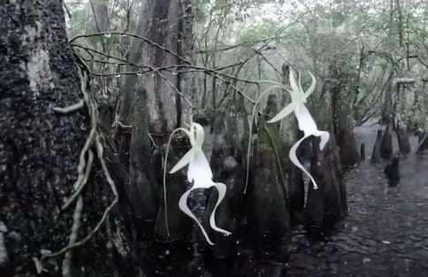Orchidea fantasma