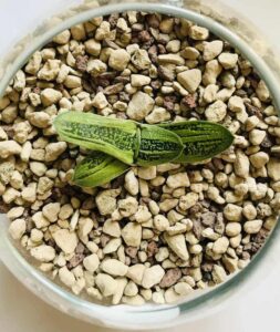 Gasteria Verrucosa