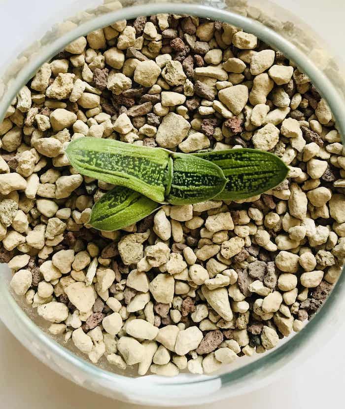 Gasteria Verrucosa