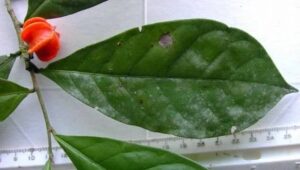 Aenigmanu Alvareziae