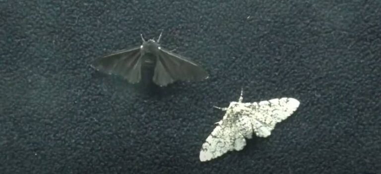 Biston Betularia: farfalla notturna