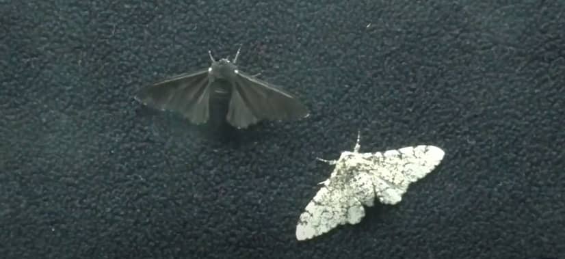 Biston Betularia: farfalla notturna