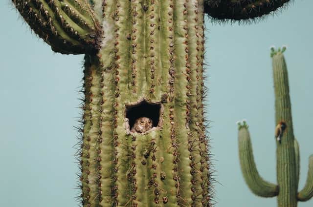 Saguaro