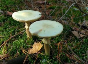 Amanita phalloides: fungo più velenoso del mondo