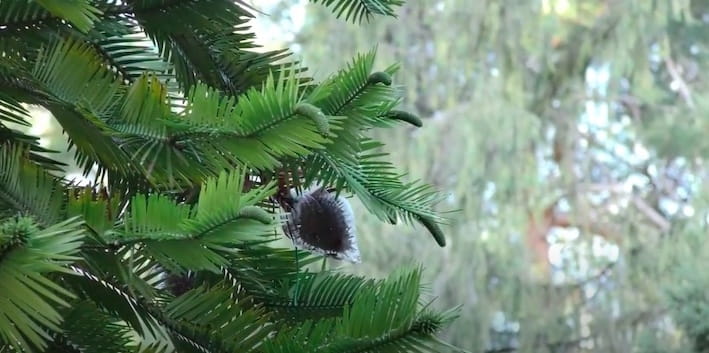 Wollemia Nobilis