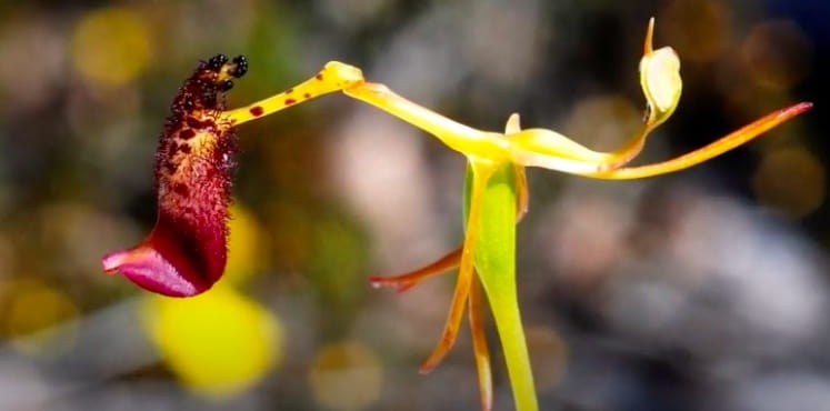 Orchidea martello