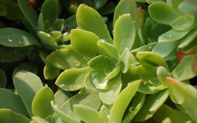 Sedum palmeri
