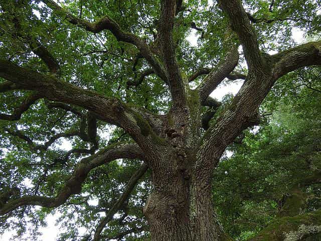 7000 Oaks: quercia opera d'arte