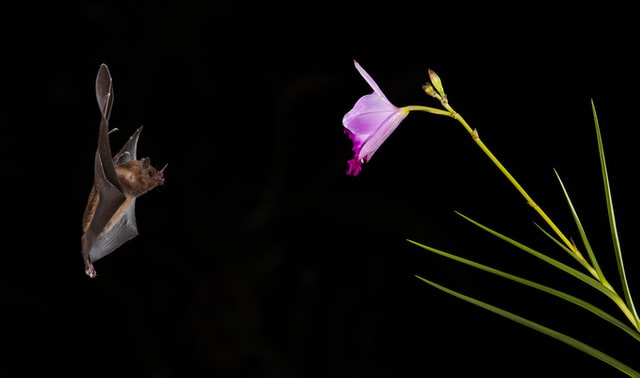 Pipistrello impollinatore della notte