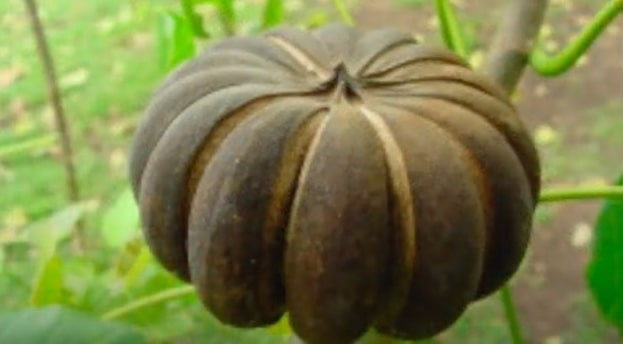 Albero dinamite
