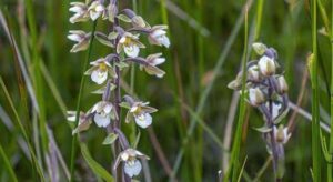 Orchidea Epipactis