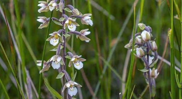 Orchidea Epipactis