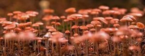 Fungo più vecchio del mondo