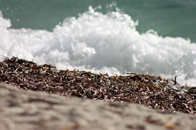 Pianta acquatica