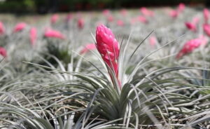 Tillandsia fioritura