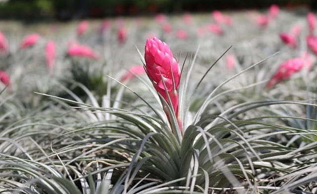Tillandsia fioritura