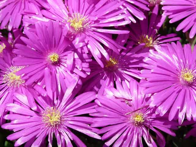 Delosperma cooperi