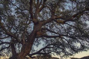 Alberi monumentali