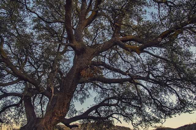 Alberi monumentali